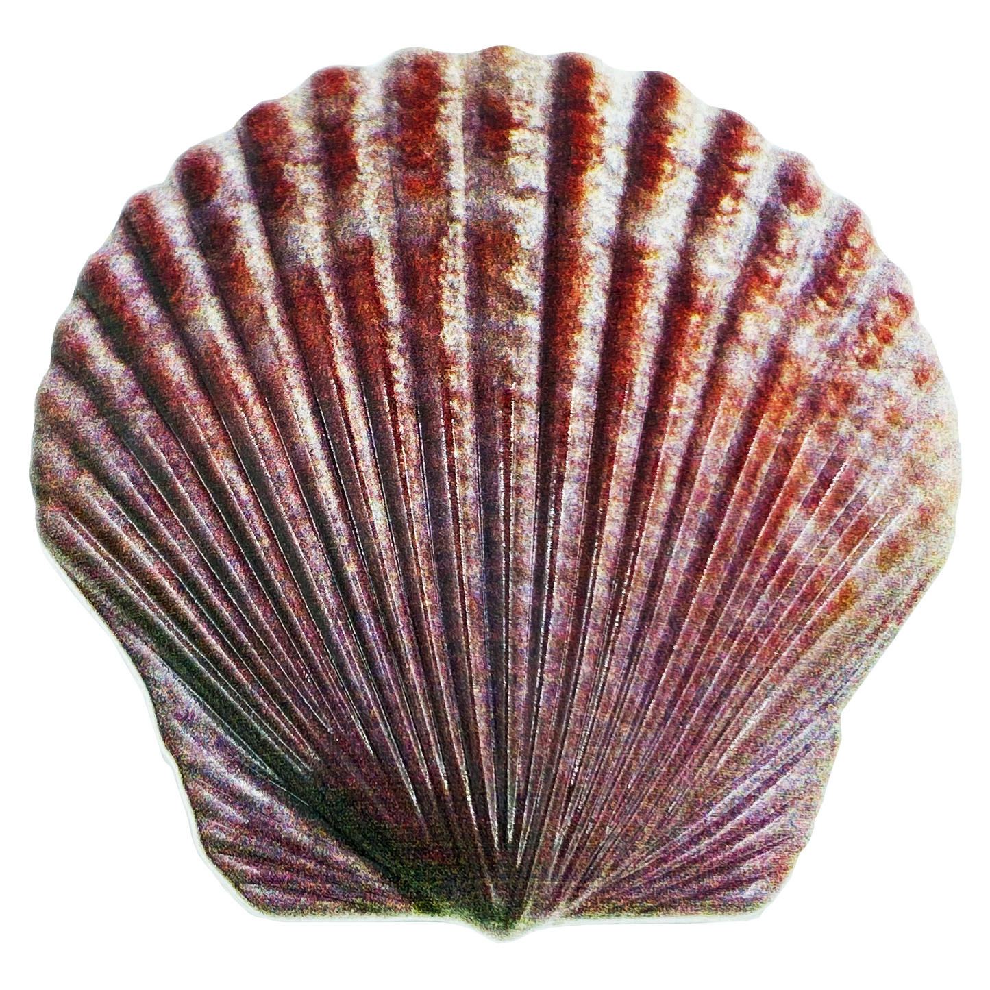EL4-017 FWL U.S. FISH AND WILDLIFE SERVICE Sterling Silver Plated Seashell Challenge Coin Shell Federal FWS